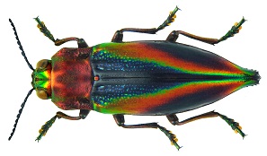jewel beetle 2